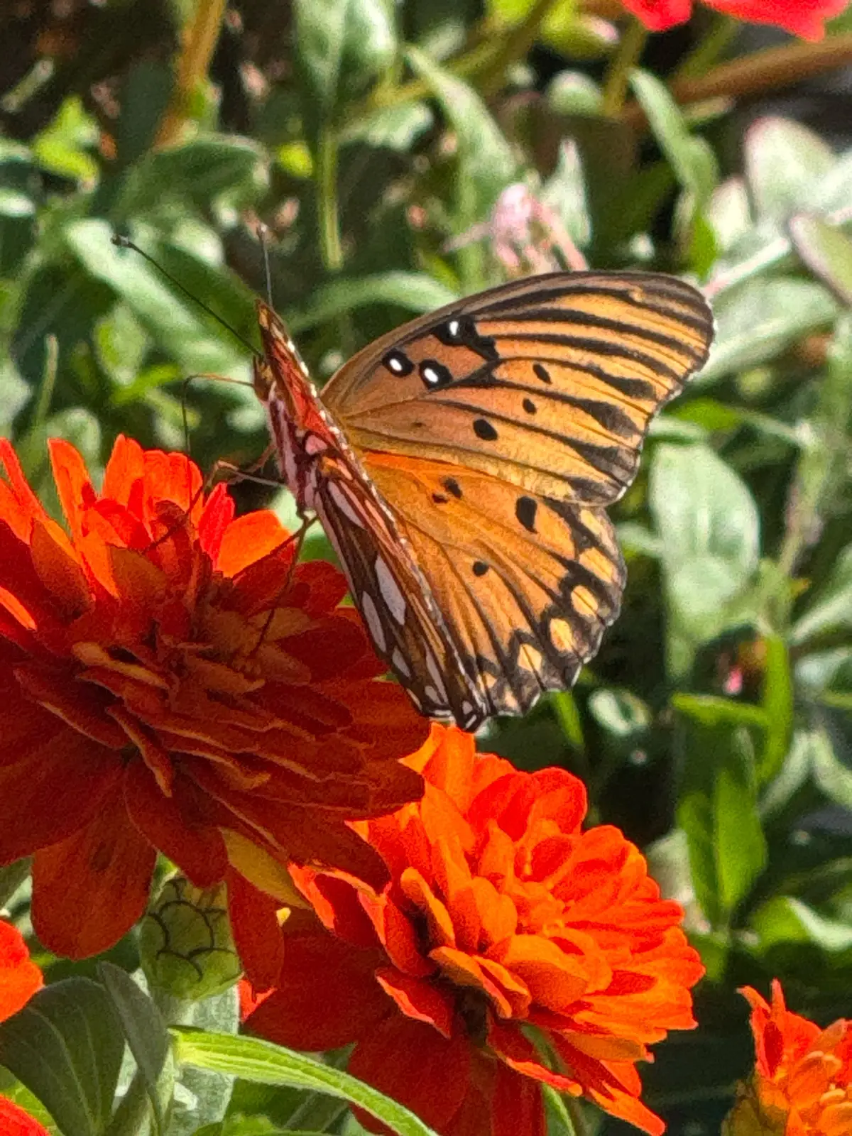 #butterfly #fyp #pictureperfect #fupシ #photography 