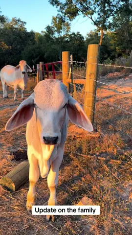 #rufusthebull #redfordthebull 