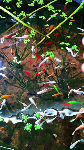 ra thăm tụi nhỏ chút rồi đi làm  thôi#kenhcacanh #guppygreen 