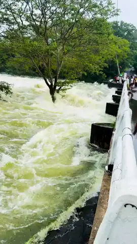 කලාවැව වාන් දානවා 😍😍❤️#onemillionaudition #viral #fyp #foryoupage #trending 