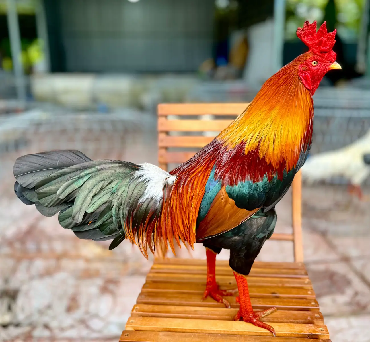 Anh em hợp màu gà xanh cho em xin 1 tìm với nha #gada #xuhuongtiktok #gachoivietnam 