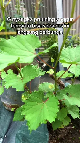 Sebagus ini tanam anggur pake Planterbag#sayurmayur #tabulampot #juraganplanterbag #anggur #livehighlights 