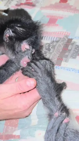 More of Froggy & Keke playing footsie❤️