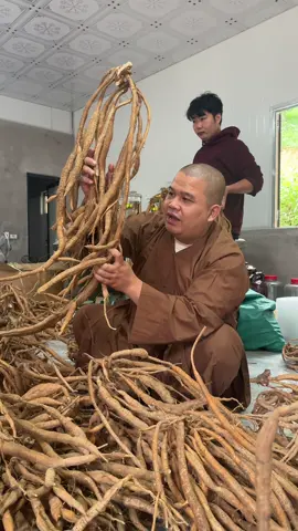 Chúc Đại Chúng Ngày Mới An Lành . Sâm Nam Núi Dành , Sâm Tiến Vua trồng tại Tân Yên Bắc Giang Bắc Ninh Việt Nam. Giá công khai 310k/500g và 600k/1kg ạ#thichkhaiquang #samnamnuidanh #chuathachlong #thiendzitaytang #sam 