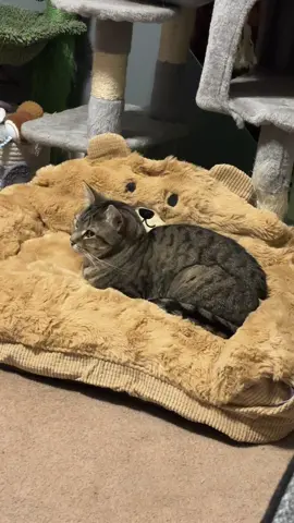 #catsoftiktok #cats #catbed #catbeds #cat 