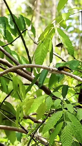 mikat masteran sogon dan korlap#kicaumania #mikatburung 