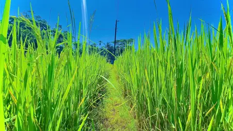 ওনার ওয়াজ টা শুনলে কলিজা টা ঠান্ডা হয়ে যায়  🤍🫶 #naturelover #fyp #foryou #unfrezzmyaccount🥺🙏 #naturephotography 