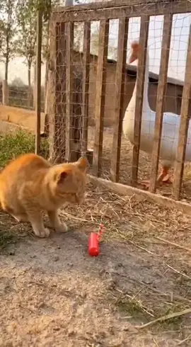 kelakuan si oyen di luar Nurul. #oyen #cats #kucing