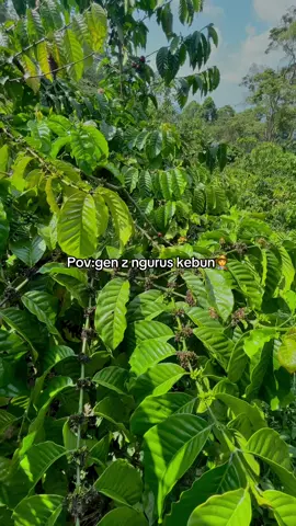 Koyone iki ngene🤭😂 #petanimuda #petaniindonesia🇮🇩🇮🇩🇮🇩🌿🌿 #fyp 