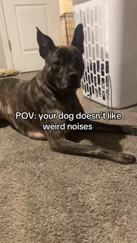 She be tripping 😭😭🤣🤣🤣🤣🤣. #fyp #foryou #dogoftiktok 