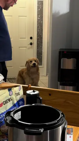 #goldenretriever #holloween #scared #scarystories #fyp 