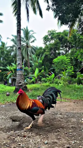 Flex nyu nmn alaga nyu#backyardchickens #backyardbreeders #sabongero💪 