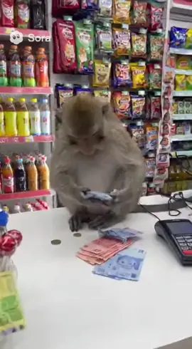 Monyet Pandai Kira Duit, Tapi Marah Bila Nak Curi Duit Dia 😂💸 #MonyetBijak #VideoLawak #KedaiRuncit #ViralMalaysia #MonkeyMoney     