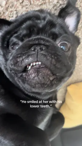 Lower and upper actually 😌  #teefs #upperteeth #lowerteeth #blackpug #sirhenrythepug