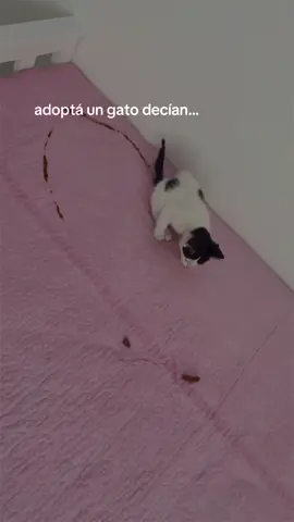 salió defectuoso Paco #michis #cat #funnycats #fyp #gatos 