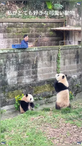 これは確かに人が扮しているのではないのか？ #パンダ 