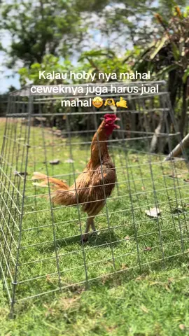 @kembarfarm #ayamflipin🇨🇿 #fyppoooooppppppppppppppp #katakata 