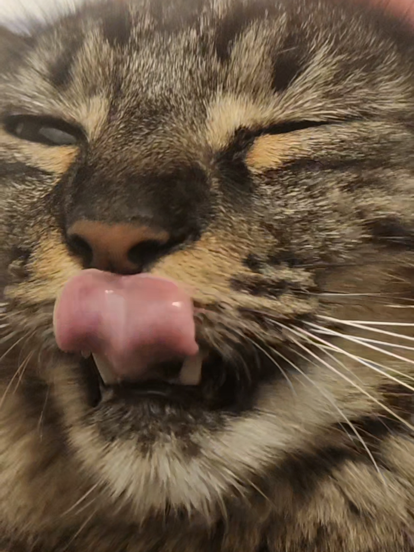 Chicken Salad Intentions... #fypage #funnycatsoftiktok #catsoftiktok #catrat  #ratcat 