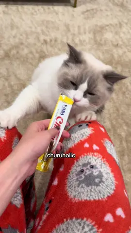 not a drop to be wasted #churu #holic #ragdoll #catsoftiktok #gregory 