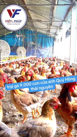 quá tuyệt vời luôn ạ#galaiho #channuoiga #gagiongvietphap #gathit #gathavuon 