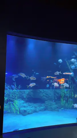 “Sau tất cả, mình vẫn là chính mình..” #xuhuong #hanoi #thuycunglottehanoi #aquarium #fyp 
