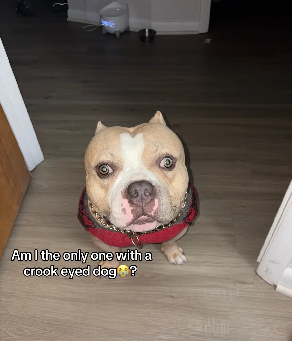 No lie I love my son to pieces but them eyes be wondering man. 😭 like please if anyone else in the worlds dog is like this drop a pic…. Like #pocketbully #bully #dogmom 💕