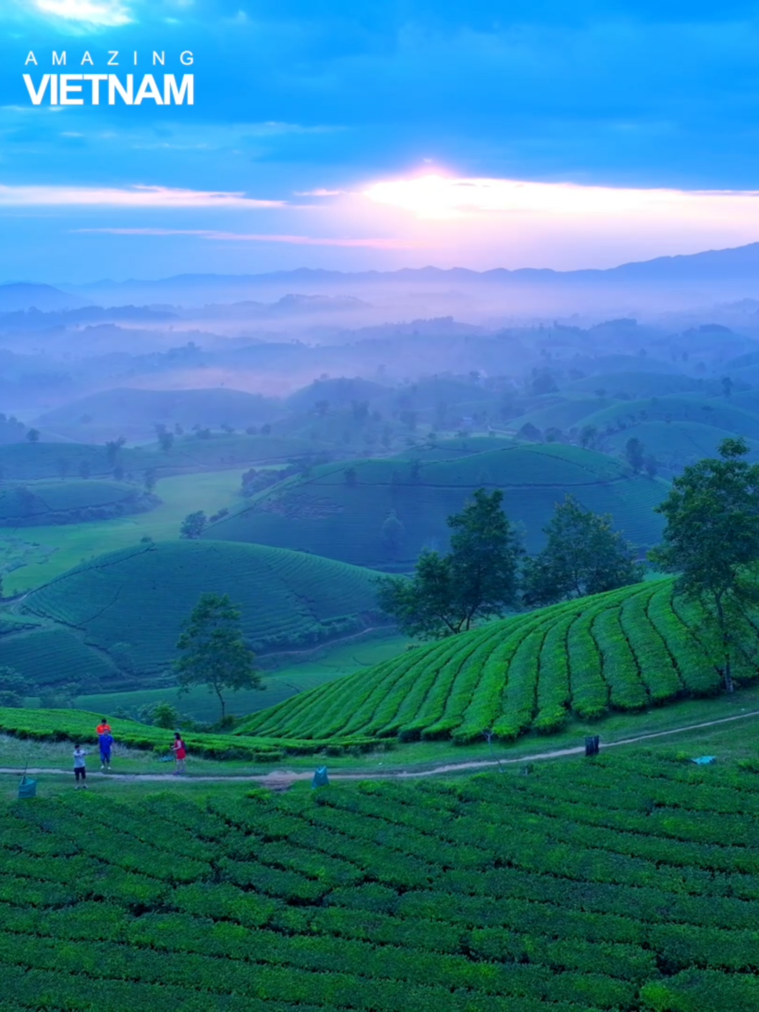 Đồi chè Long Cốc – Tuyệt tác thiên nhiên giữa lòng đất Tổ Phú Thọ