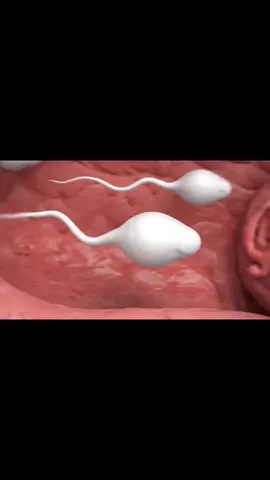 Twins baby inside view in mother #anatomy #healthylifestyle #viral #human #fyp 