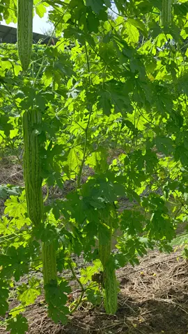 ทรงนี้ ทรงดก 😁 #แก็งหนูทำได้  ที่ อ.ไทรน้อย จ.นนทบุรี #ปลูกมะระจีนยังไงให้ดกลดปัญหาไวรัสยอดแข็งยอดแหลมยอดไอ้โต้ง  #มิสเตอร์จ้าวไก่  #tiktokป้ายยาเกษตรชาวสวน  #เทรนวันนี้ 