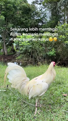 White kelso🤍🤍 #ayamfilipin🇵🇭 #ayamimport #fyp 