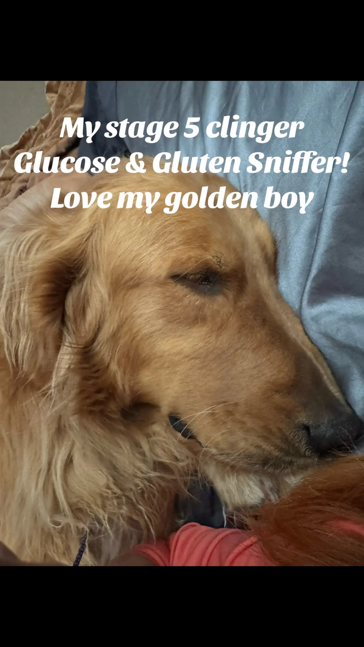 #golden #goldenretriever #trending