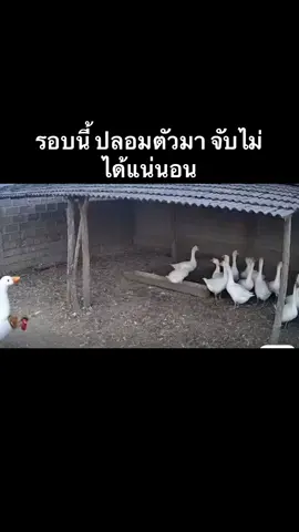 ปลอมตัวมาดี จับไม่ได้แน่นอน#คริปติดกระแส 