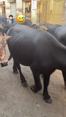 #funnyvideos #foryou 