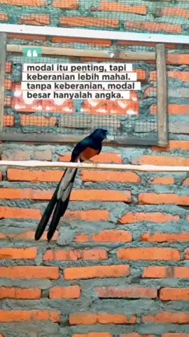semangat ternak sampek manak