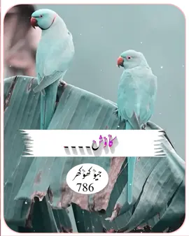 زبردستی آلا تعلق تے کسےgeokhokhar786 #سرائیکی_سٹیٹس،سرائیکی۔ Tiktok team Unfreeze my Accounts@H A R O O N💸✨جیو کھوکھر 786