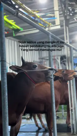 #fyp #malindosjr #masukberandafyp #xyzabc #kerapansapimadura 