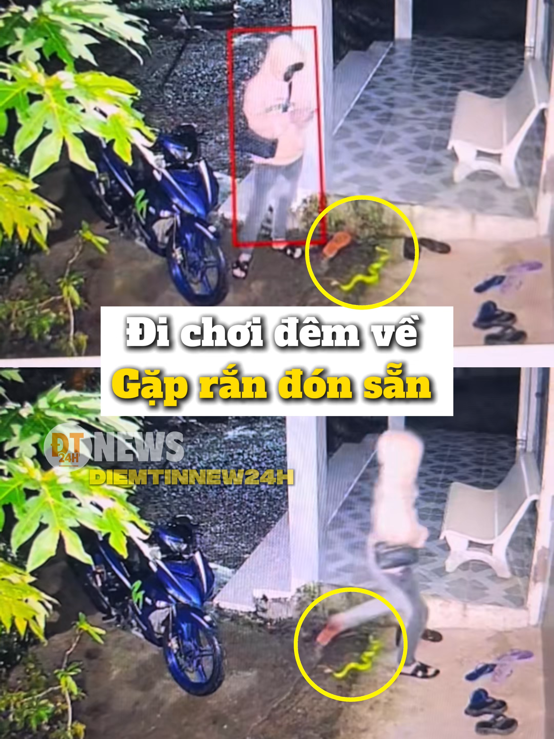 Đi chơi đêm về Gặp rắn đón sẵn ở cửa #diemtinnew24h #tiktoknews #cuocsong #mayman #canhbao