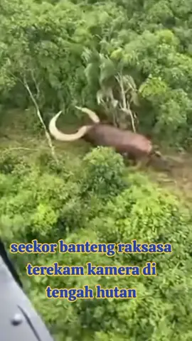 terekam kamera seekor banteng raksasa yang berada di tengah hutan #hutan #hewan #banteng #fouryoupage #pyf 