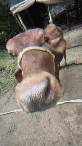 🥵 #xhuongtiktok #vairal #fyppppppppppppppppppppppp #bff #CapCut 