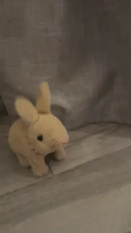 Mainan buat siapa aja #kelincilucu #mainankelinci 