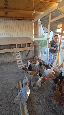 recojiendo huevos orgánicos#huevos#gallinas#foryoupage#fypシ゚viralfyp#granja 