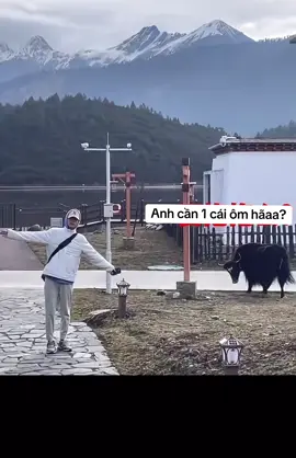 Có ai cần 1 cái ôm không?😆 #độngvậthàihước #xuhuongtiktok #bò 