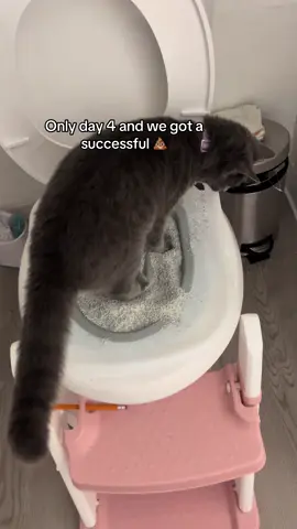 Tell me you’re an #RBT without telling me you’re an RBT lmao the audio has me laughing 🤣 #lucylou #catsoftiktok #catlover #cattok 