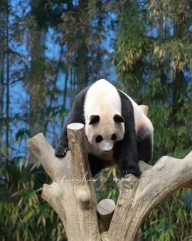 Disini mama AiBao terlihat seperti FuBao... juga seperti RuiBao tapi juga mirip sibungsu HuiBao... 😍 Mama AiBao terlihat seperti anak perempuan yang sedang bermain di atas pohon ❤❤❤ #aibao #aibaopanda #baofamily #pandaworld #everlandkorea #giantpanda #baofamilyinkorea #pandalover #panda #pandalife #fyp 