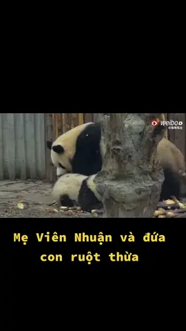 Mẹ Viên Nhuận cưng cục bông này lém. #huahua #cute #panda #hehua #mẹ 