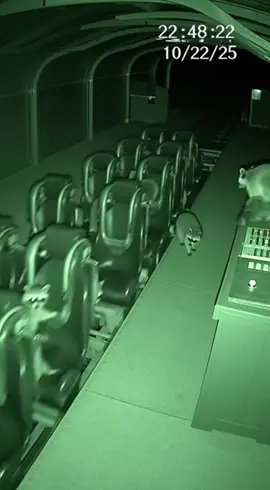Rollercoaster Raccoon🎢 #rollercoaster #sora #cctv #cuteanimals #raccoon 