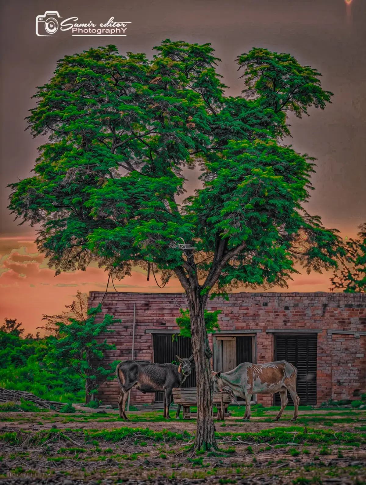 #trending #viral #lightroom #foryoupage #lightroomphotoediting 