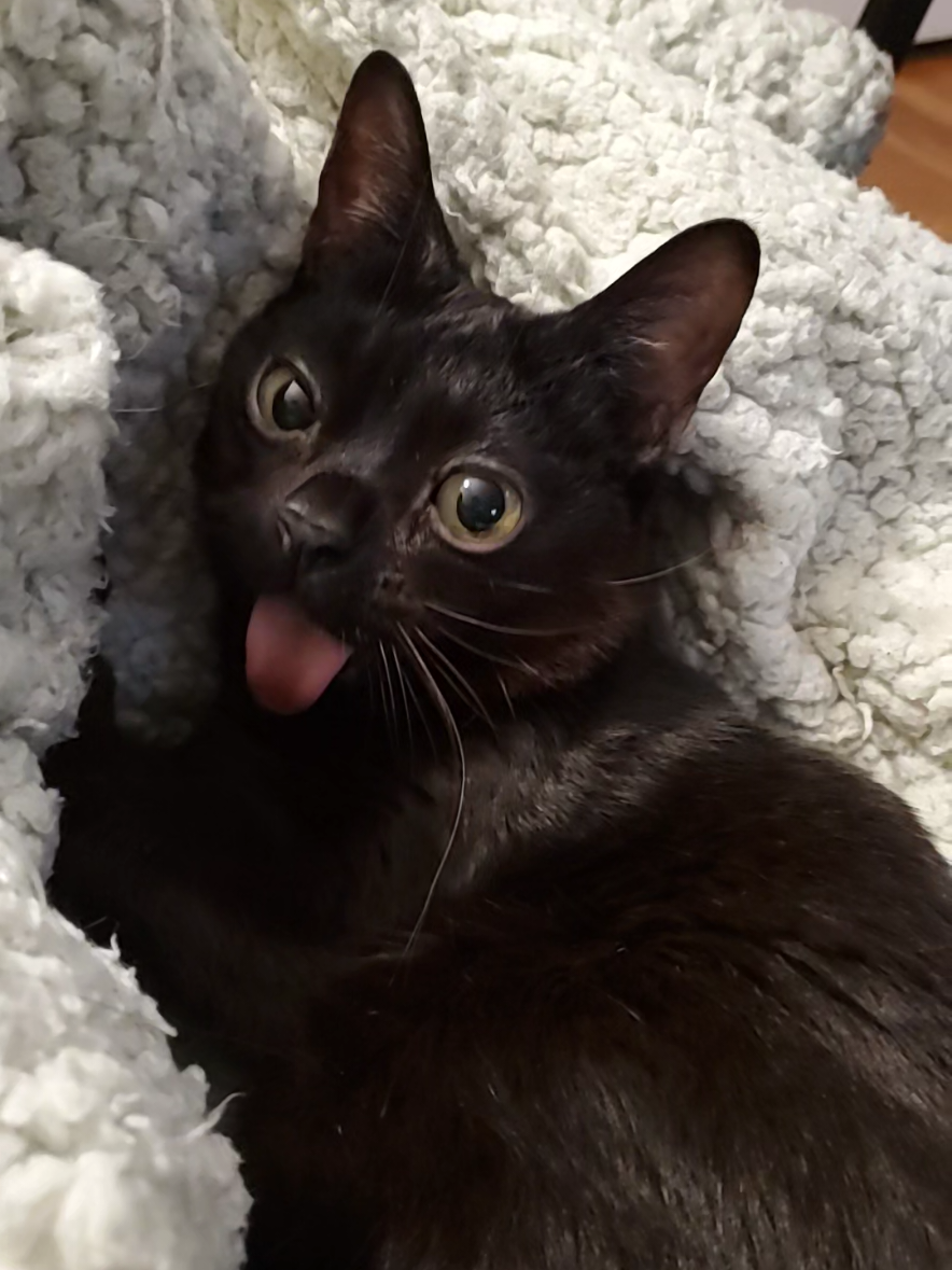 Skippito is so happy to be back home, we know he missed his heated blanket! We enjoyed our trip, but I know Skippy misses his usual routine. 😊💙🐈‍⬛ #backtoreality #backtowork #catsoftiktok  #specialneedscat #dwarfcat