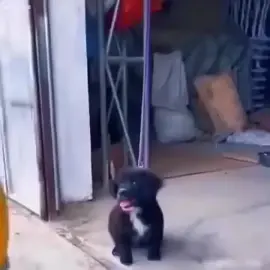 Cuteness overloaded 🥹😍#foryou #tending #fyp #viral #dog 
