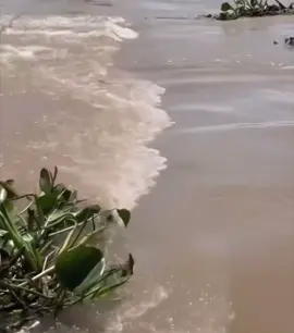 Thất thủ rồi ,  không biết còn trụ nổi không nữa 🙃#mientayquetoi #xuhuong #62longan #ytb 